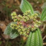 Miconia lacera Leaf