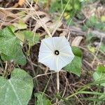 Ipomoea obscura Blomst