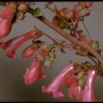 Penstemon clevelandii Blomst