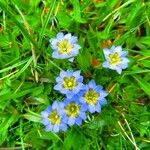 Gentiana sedifolia Blüte