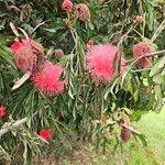 Calliandra tergemina花