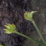 Caltha palustris Vaisius