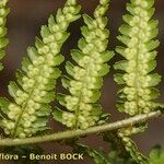 Dryopteris oreades Blad