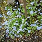 Myosotis sylvatica Hoffm.Flower