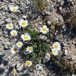 Leucanthemopsis alpina Hábito