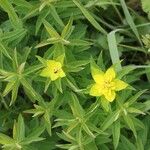 Euphorbia verrucosa Flower