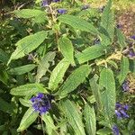 Salvia corrugata Hoja