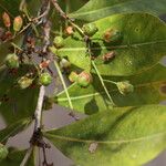 Phyllocosmus lemaireanus Fruto