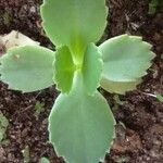 Kalanchoe laxiflora Leaf