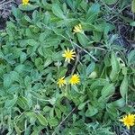 Calendula suffruticosa 整株植物