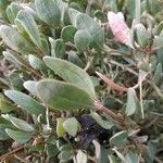 Atriplex portulacoides Blad