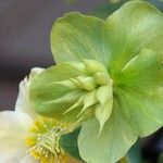 Helleborus viridis Kvet