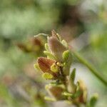 Veronica fruticans Fruit