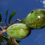 Spondias radlkoferi Fruto