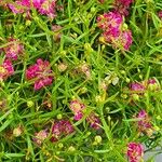 Gypsophila muralis Libunga