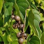 Dioscorea polystachya Φρούτο