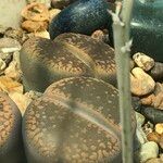 Lithops spp. 整株植物