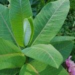 Asclepias purpurascens Leaf