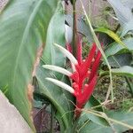 Heliconia angusta Flor