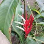 Heliconia angusta Kukka