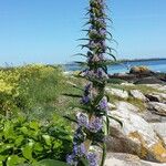 Echium pininana Mosusu