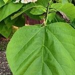 Catalpa speciosa Leaf