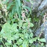 Rumex scutatus Otro