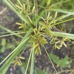 Cyperus imbricatus Fruitua