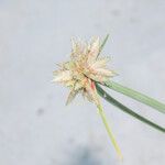 Cyperus pachyrhizus Квітка