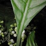 Notopleura anomothyrsa Bark