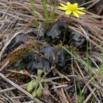 Crocidium multicaule অভ্যাস