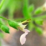 Teucrium scordium Fula