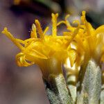 Tetradymia canescens Çiçek