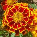 Tagetes erecta 花