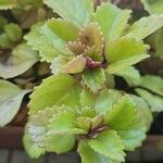 Plectranthus verticillatusLeaf