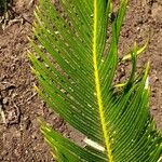 Cycas revoluta Leaf