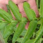 Kalanchoe prolifera Blad