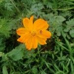 Cosmos bipinnatusFlower