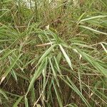 Phyllostachys sulphurea Liść