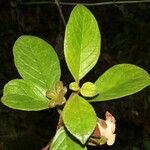 Drymonia alloplectoides Ліст