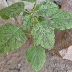 Amaranthus viridis Leaf