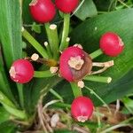 Clivia nobilis Fruit