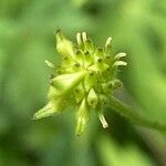 Anemonastrum canadense Fruit