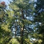 Pinus lambertiana Hábito