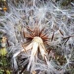 Crepis foetida Mbuma