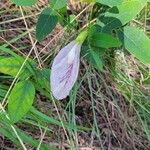 Clitoria mariana Flower