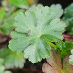 Geranium lucidum Frunză