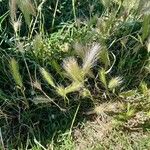 Hordeum jubatum Frucht