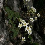 Saxifraga squarrosa Habitus