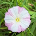 Convolvulus arvensisFlower